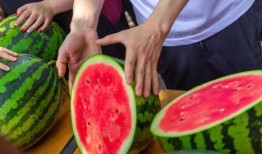 免费吃瓜教程,揭秘网络免费美食分享秘籍